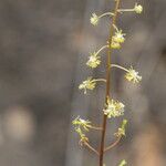 Reseda lanceolata