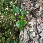 Populus x canadensis Frunză