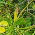 Euphorbia dendroides Blad