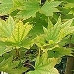 Acer shirasawanum Folha