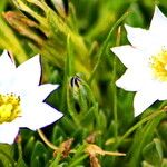 Gentiana sedifolia Flor