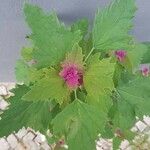 Chenopodium giganteum Blatt