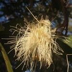 Syzygium jambos Floare