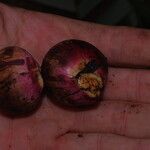Sclerosperma mannii Frucht