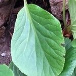 Bergenia crassifolia Leaf