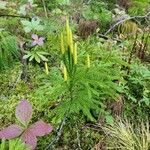 Lycopodium dendroideum Levél