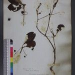 Euonymus grandiflorus Іншае