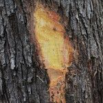 Terminalia ivorensis Kabuk