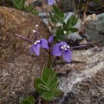 Veronica copelandii