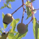 Corymbia ficifolia Frugt