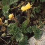 Geum reptans Habit