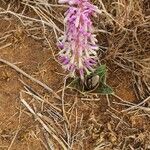 Ledebouria revoluta Цвят