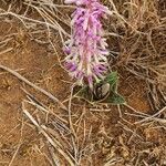 Ledebouria revoluta Flower