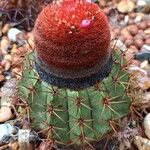 Melocactus matanzanus Kwiat