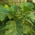 Solanum macrocarpon Blatt