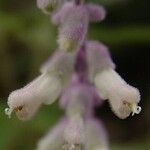 Salvia leucantha Λουλούδι