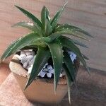 Dyckia brevifolia Лист