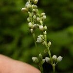 Persicaria senegalensis Квітка