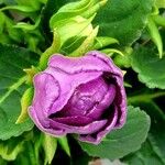 Sinningia speciosa Flor