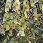 Clitoria fairchildiana Fruit