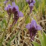 Linaria amethystea Flower