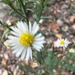 Symphyotrichum pilosum Cvet