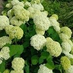 Hydrangea arborescens Elinympäristö