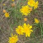 Hieracium umbellatumFiore