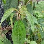 Salvia leucantha Liść