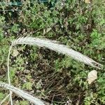 Hordeum bulbosum Ffrwyth