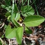 Melhania velutina Leaf