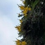 Peltophorum dubium Flor
