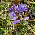 Polygala calcarea Habit