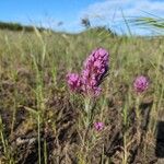 Castilleja exserta Flors