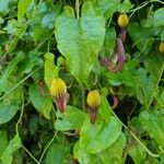 Aristolochia sempervirens Цвят