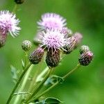 Cirsium arvense Квітка