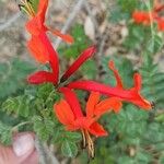 Tecomaria capensisFlower