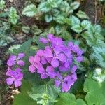 Lunaria annuaFlower