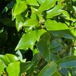 Magnolia figo Liść