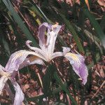 Iris purdyi Hábito