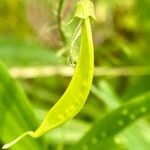 Lathyrus sylvestris Frukto