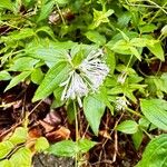 Asperula taurina Flor