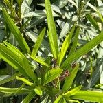 Nerium oleander Hoja