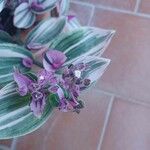 Tradescantia cerinthoides Feuille