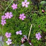 Silene acaulis ফুল
