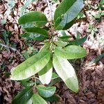 Cassine orientalis 葉