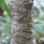 Pandanus purpurascens Corteza