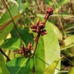 Landolphia owariensis Lorea