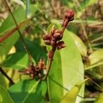 Landolphia owariensis Flower