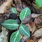 Goodyera pubescens Blatt